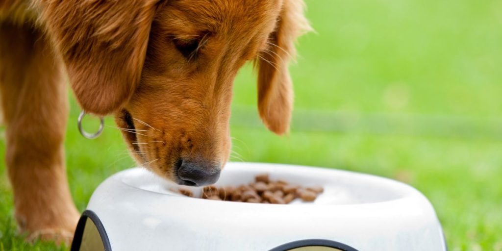 Comment empêcher votre chien de manger rapidement ?