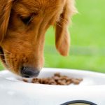 Comment empêcher votre chien de manger rapidement ?
