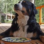 Choisir la bonne nourriture pour votre chien : guide complet et conseils d'experts