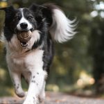 Les races de chiens qui n’ont pas besoin de beaucoup d’exercice