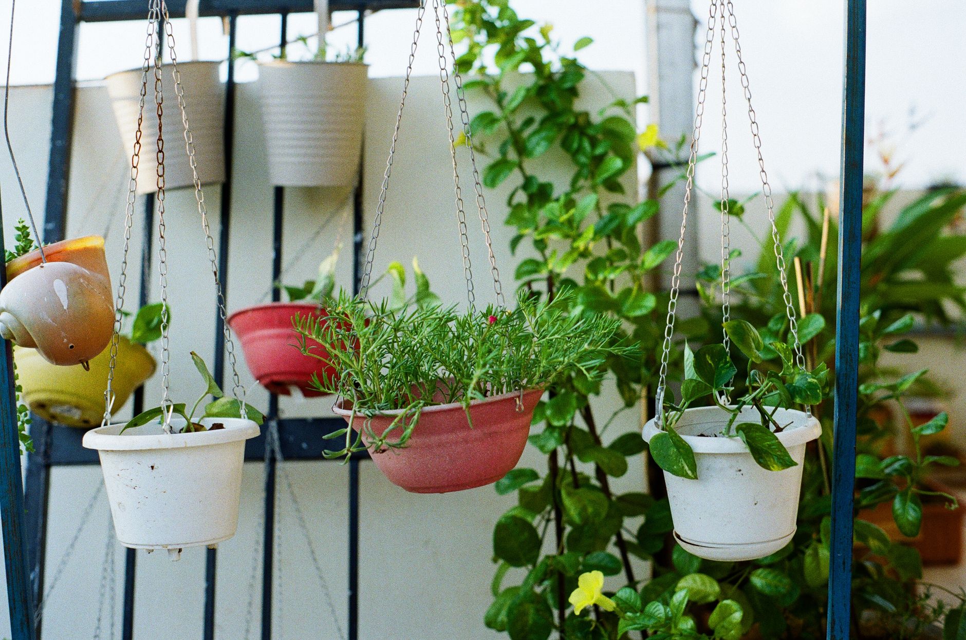 Pots suspendus à une grille de balcon, dont un pot rouge rempli de romarin
