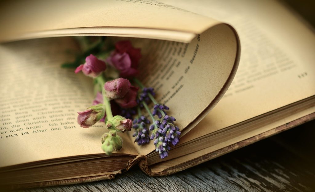 Livre ancien ouvert avec des fleurs de lavande glissées entre les pages