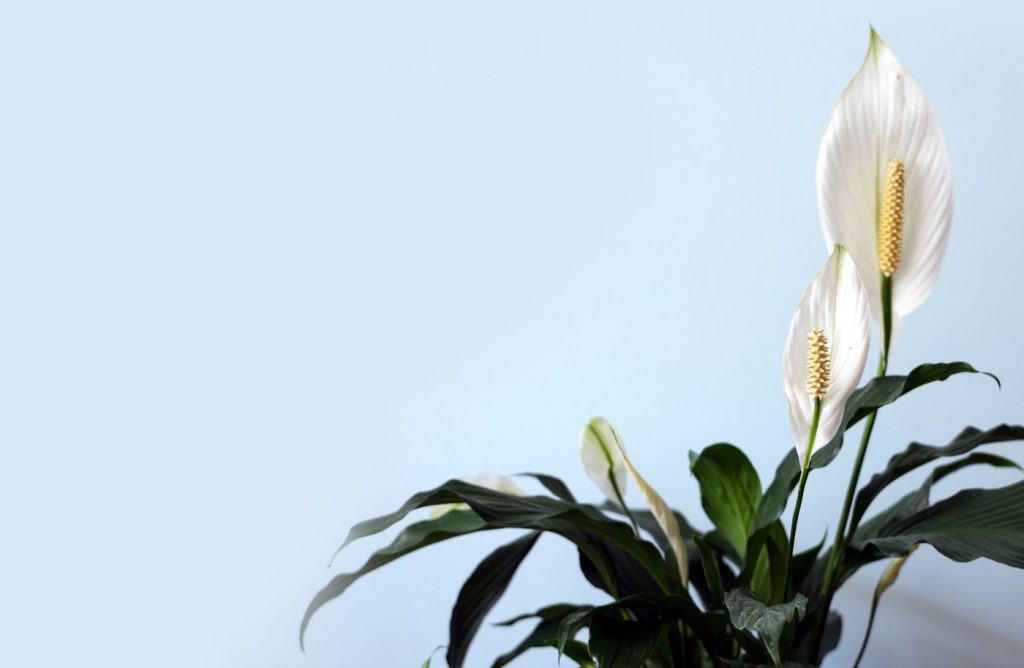 Meilleures plantes pour purifier l'air intérieur
