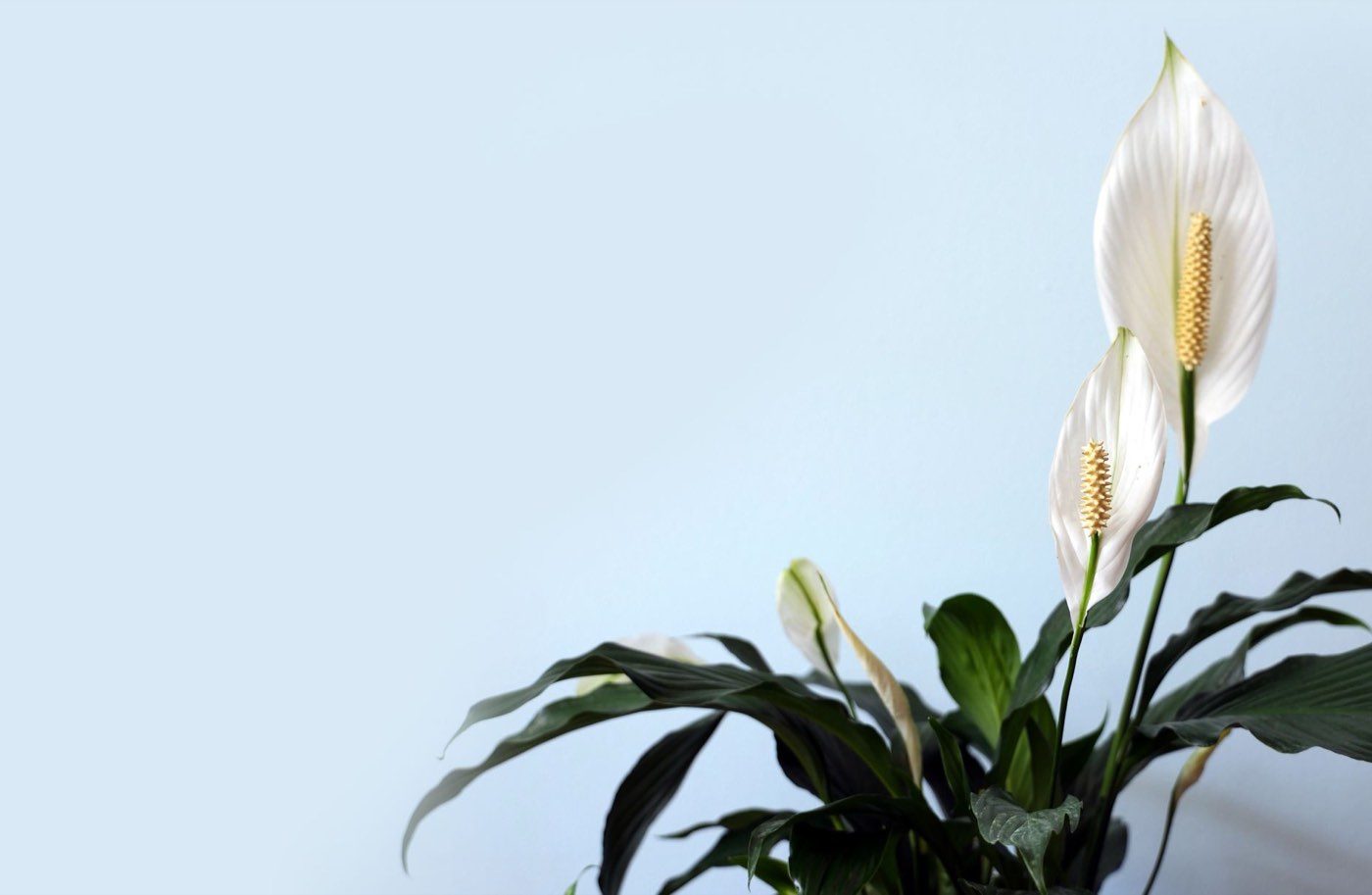 Meilleures plantes pour purifier l'air intérieur