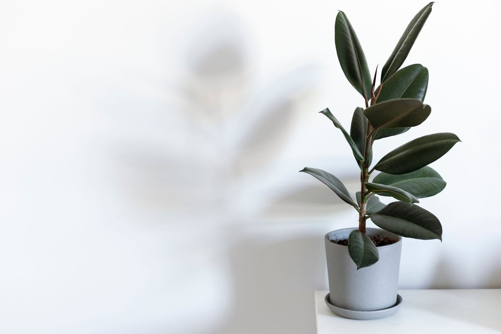 Jeune ficus elastica aux larges feuilles vert foncé dans un pot gris, devant un mur blanc