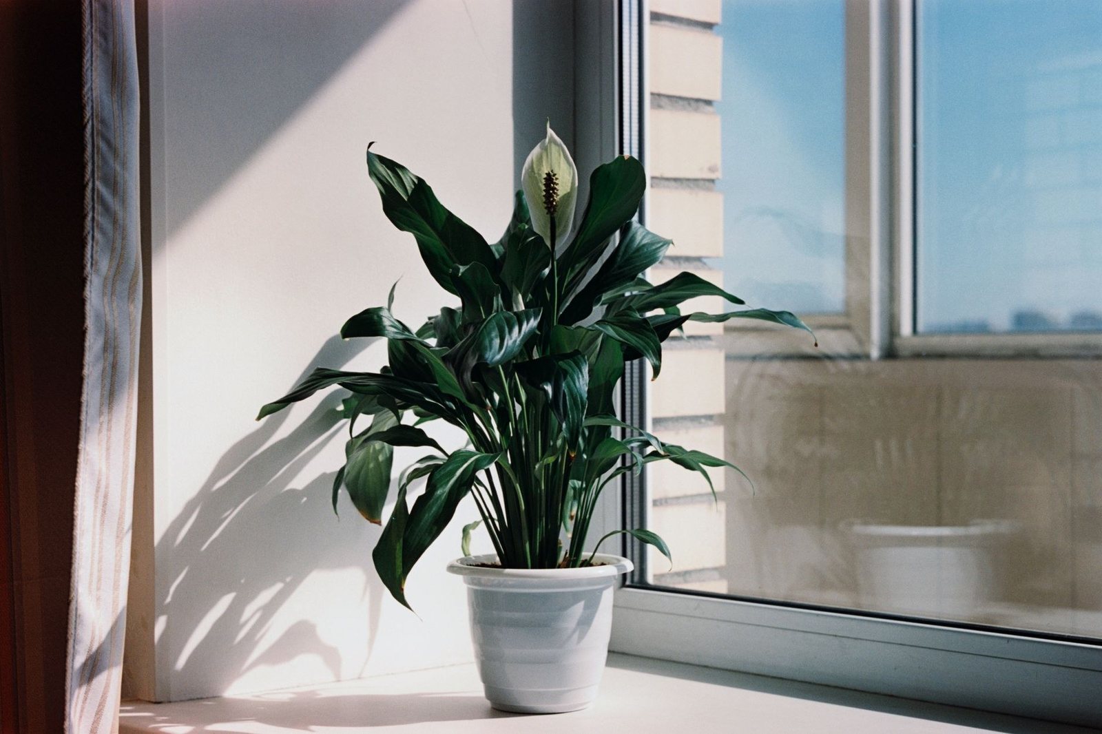 Spathiphyllum en fleur dans un pot blanc, posé sur le rebord d’une fenêtre ensoleillée