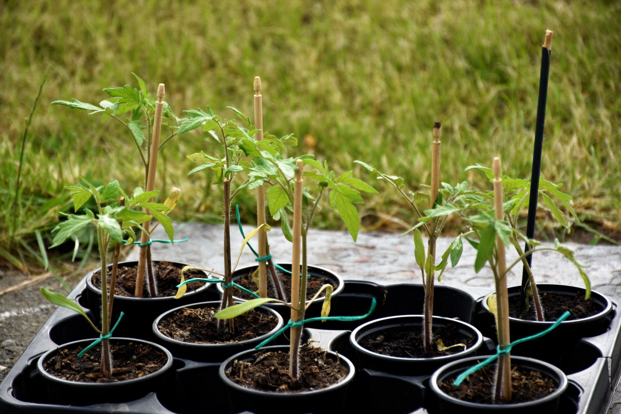 Jeunes plants de tomates en pots disposés pour un potager